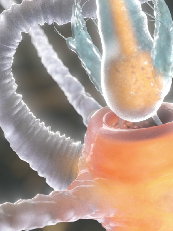 Biologie-Visualisierung für TH Lübeck/CAU